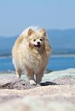 SPITZ ALLEMAND 387